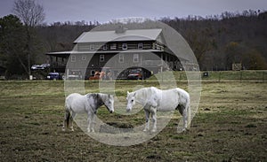 Beautiful portrait of two white horse