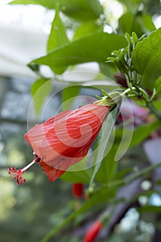 Beautiful Portrait view of red hibiscus flowers. Rose of sharon, and tropical hibiscus. blurred background of leaves