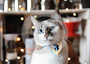 Beautiful portrait of white blue-eyed fluffy cat wearing bowtie. Background of blurred magic lights. Christmas mood