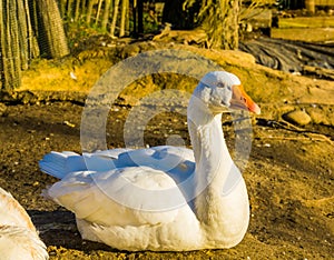 Beautiful portrait of a white domestic goose, popular farm animal, aggressive poultry specie from the Netherlands