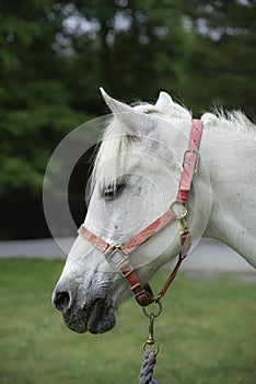Beautiful portrait of a white horse