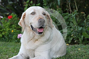 Beautiful portrait of white labrador dog in the garden