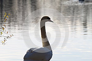A beautiful portrait of a white swan near the edge of a lake