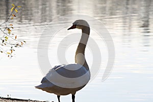 A beautiful portrait of a white swan near the edge of a lake with its wings spread out