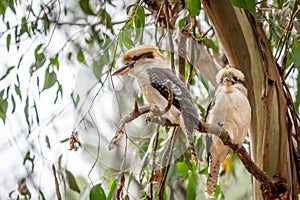 Wild Laughing Kookaburra Portrait, Kallista, Victoria, Australia, March 2019 photo