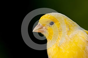 Beautiful portrait of a yellow canary