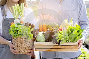 Beautiful portrait young asian woman and man harvest and picking up fresh organic vegetable garden