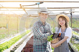 Beautiful portrait young asian woman and man harvest and picking up fresh organic vegetable garden