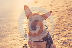 Beautiful portrait of young German shepard dog sitting on the shore of sea on the beach at sunset