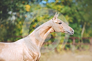 Beautiful portrait of a young horse of Akhal-Teke breed