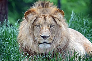 Beautiful Portrait of Young Katanga Lion Head Close Up Portrait