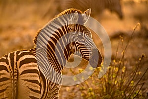 A beautiful portrait of a zebra at sunset