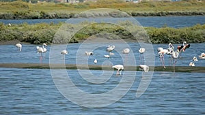 Beautiful Portugal. Flamingo birds eating in the Seixal Corrois Almada water park. Wild birds in the city. Save wild nature.