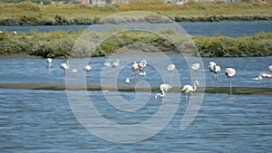 Beautiful Portugal. Flamingo birds eating in the Seixal Corrois Almada water park. Wild birds in the city. Save wild nature.