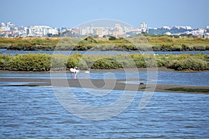 Beautiful Portugal. Flamingo birds eating in the Seixal Corrois Almada water park. Wild birds in the city. Save wild nature.