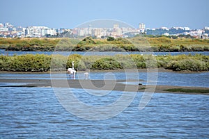 Beautiful Portugal. Flamingo birds eating in the Seixal Corrois Almada water park. Wild birds in the city. Save wild nature.