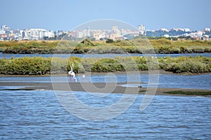 Beautiful Portugal. Flamingo birds eating in the Seixal Corrois Almada water park. Wild birds in the city. Save wild nature.