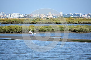 Beautiful Portugal. Flamingo birds eating in the Seixal Corrois Almada water park. Wild birds in the city. Save wild nature.