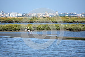 Beautiful Portugal. Flamingo birds eating in the Seixal Corrois Almada water park. Wild birds in the city. Save wild nature.