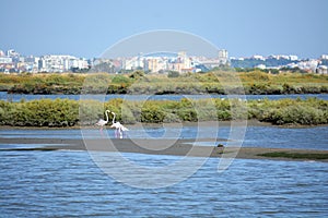 Beautiful Portugal. Flamingo birds eating in the Seixal Corrois Almada water park. Wild birds in the city. Save wild nature.