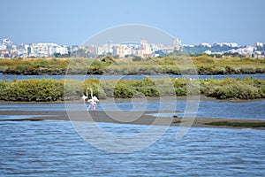 Beautiful Portugal. Flamingo birds eating in the Seixal Corrois Almada water park. Wild birds in the city. Save wild nature.