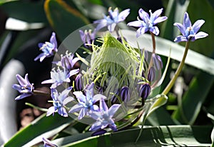 Beautiful Portuguese Squill (lat.- Scilla peruviana photo