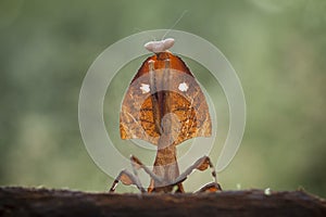 The Beautiful Pose of the Mantis