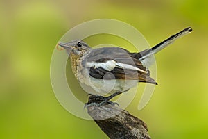 Beautiful position of young Oriental Magpie Robin