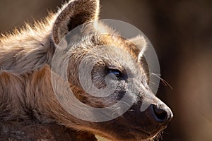 Beautiful postcard of an African hyena resting from the hot savannah sun on a rock