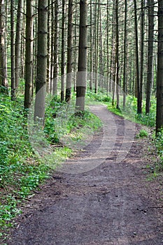 Beautiful postcard with a beautiful trail leading