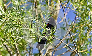 Beautiful postcard with a blackbird sitting