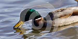 Beautiful postcard with a mallard swimming in lake