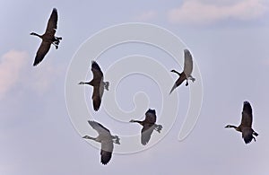 Beautiful postcard with six Canada geese flying