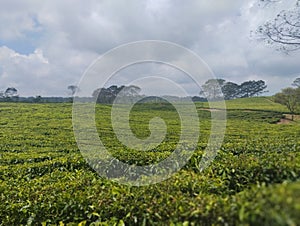 Beautiful Potrait Tea garden bah butong siantar medan photo