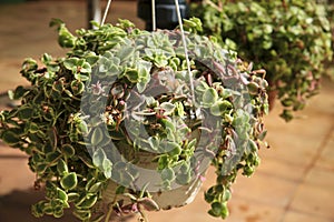 Potted Crassula Pellucida plants in the garden