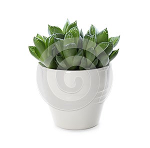 Beautiful potted echeveria isolated. Succulent plant