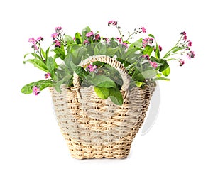 Beautiful potted Forget-me-not flowers in basket on white background
