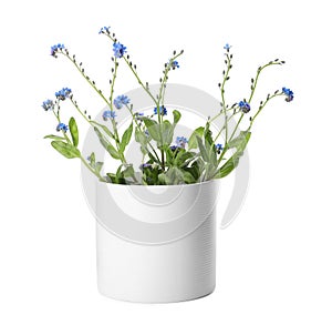 Beautiful potted Forget-me-not flowers on white background