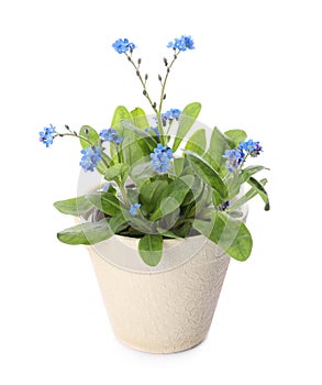 Beautiful potted Forget-me-not flowers on white background