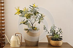 Beautiful potted mimosa with other houseplants and watering can in room photo