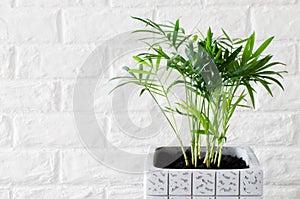 Potted plant Chamaedorea elegans near white brick wall