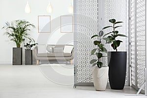 Beautiful potted plants in living room