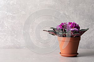 Beautiful potted violet flowers on light grey table, space for text. Delicate house plant