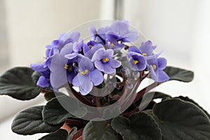 Beautiful potted violet flowers near window, closeup. Plant for house decor