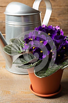 Beautiful potted violet flowers and watering can on wooden table. Plant for house decor
