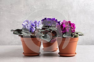 Beautiful potted violets on light grey table. Plants for house decor