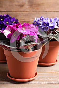 Beautiful potted violets on wooden table, closeup. Plants for house decor