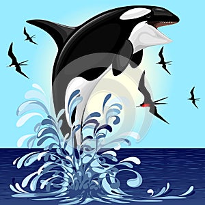 Orca Killer Whale jumping out of Ocean Vector illustration photo