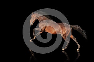 Beautiful powerful stallion galloping. Horse on a black background