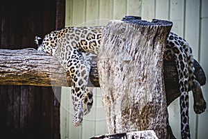Beautiful and powerful white leopard resting in the sun